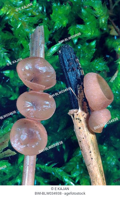 mushroom Myriosclerotinina curreyana, Germany, North Rhine-Westphalia, Lavesum