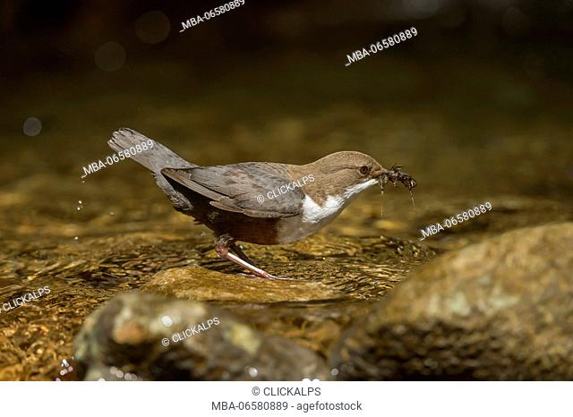 white-throated dipper with cue, Trentino Alto-Adige, Italy