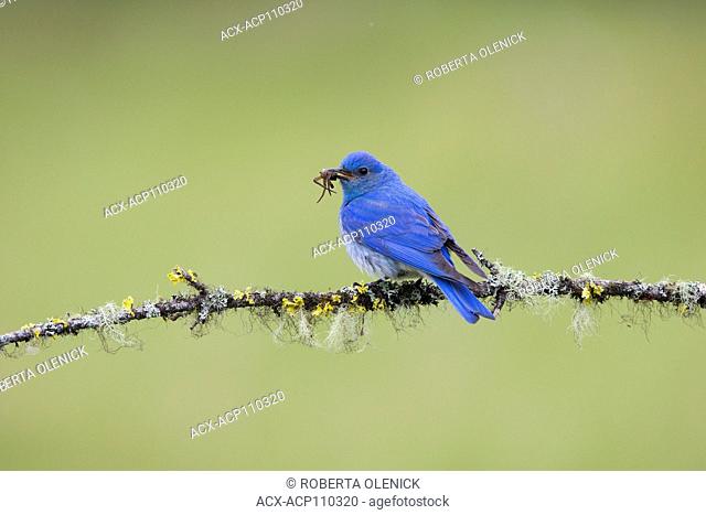 Mountain bluebird (Sialia currucoides), male with six-spotted fishing spider (Dolomedes triton) for chicks, Cariboo Region, British Columbia, Canada