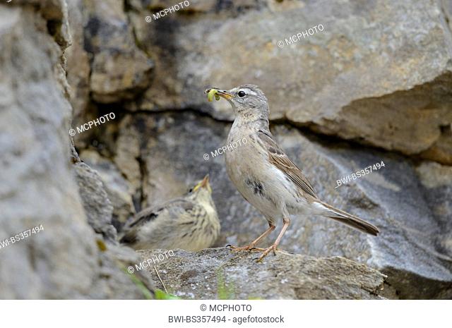 water pitpit (Anthus spinoletta), sitting on a stone with feed in the bill for feeding its fledgling, Austria, Kaernten