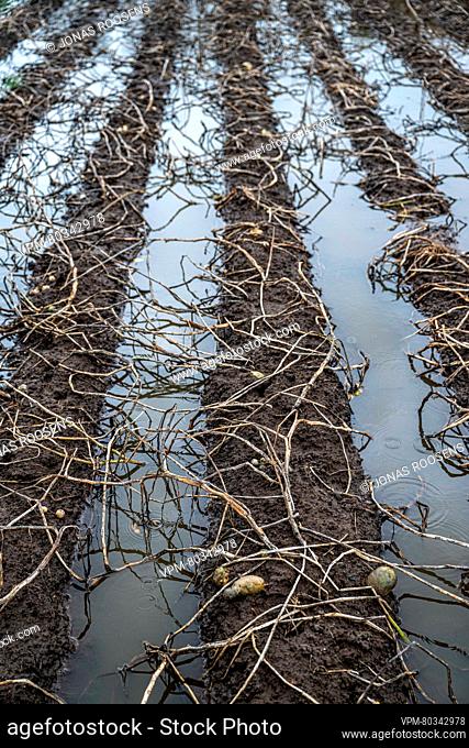 Illustration picture shows a flooded potato field, after days of heavy rain in Stabroek, Antwerp, Sunday 19 November 2023
