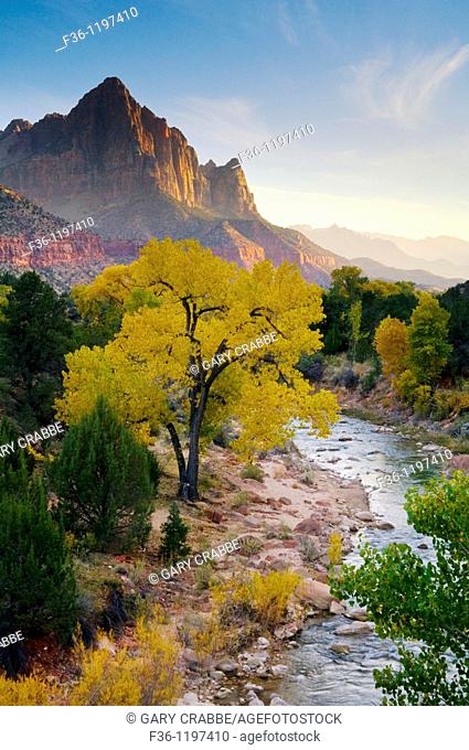 The Watchman over Cottonwood tree in fall along the Virgin River, Zion National Park, Utah