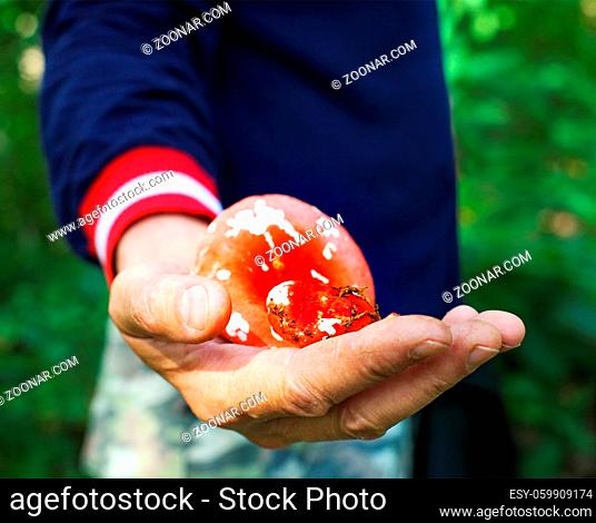 Eatable mushrooms in a hands of a man. Close up