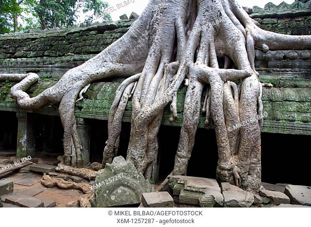 Ta Prohm temple and tree roots Tetrameles nudiflora  Angkor temples  Cambodia, Asia