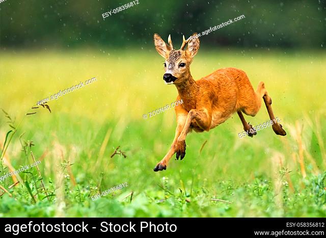 A cute roe deer, capreolus capreolus, hopping on the grass covered with the summer sprinkle of rain. A dynamic young ruminant running to the left side of the...