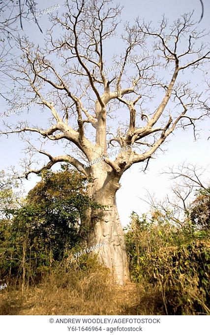 Moisture retaining baobab tree beside bush track The Gambia