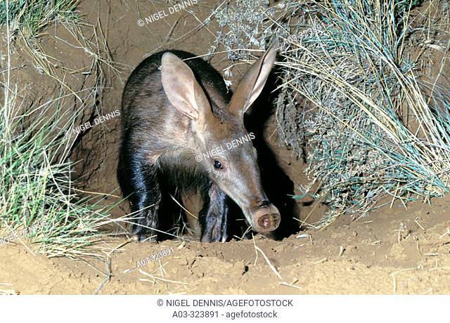 Aardvark (Orycteropus afer), emerging from burrow at dusk. Tussen-die-Riviere Nature Reserve, Free State. South Africa