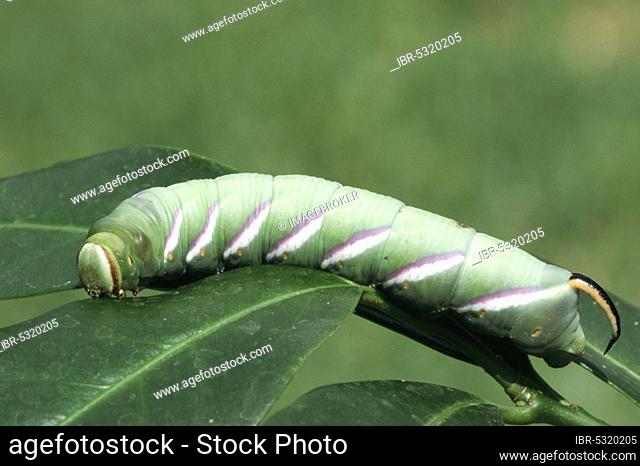 Privet hawkmoth (Sphinx ligustri), caterpillar, North Rhine-Westphalia, Germany, Europe