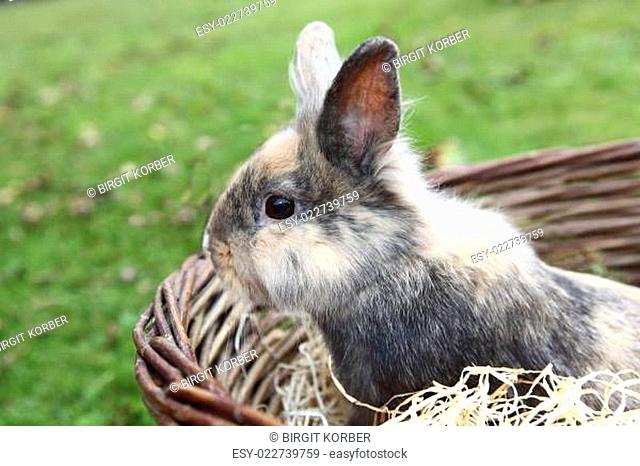 Young Lion head bunny