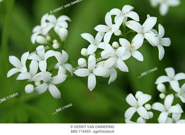 close up flowers and buds of the Woodruff