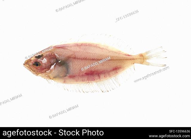 Lepidorhombus boscii fesh fish