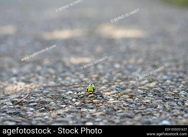 Insect dragonfly southern hawker sitting on a road