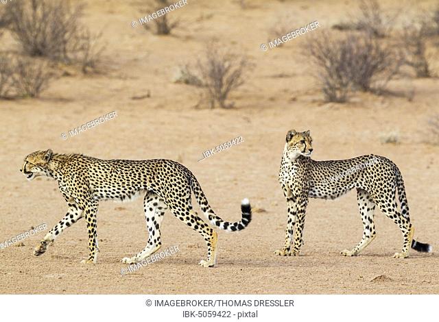 Cheetahs (Acinonyx jubatus), two subadult males, roaming in the dry and barren Auob riverbed, Kalahari Desert, Kgalagadi Transfrontier Park, South Africa