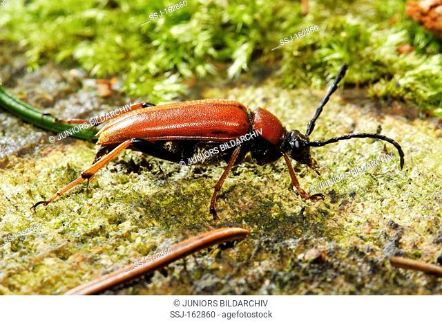 long-horned beetle / Corymbia rubra