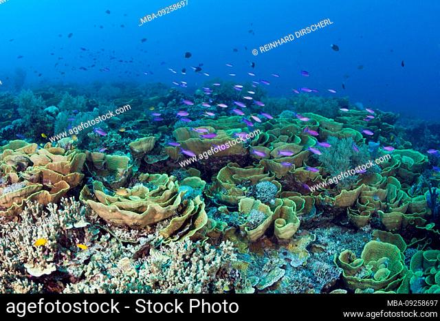 Reef of Lettuce Coral, Turbinaria mesenterina, Tufi, Solomon Sea, Papua New Guinea