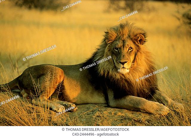 Lion (Panthera leo) - Male, resting on a termite-hill in the last light of the evening. Photographed in captivity at the Okonjima Lodge