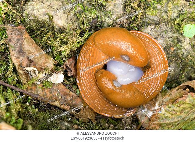 Two red slug, Arion, mating on ground