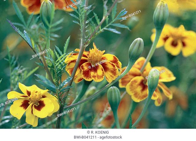 French marigold (Tagetes patula), inflorescences