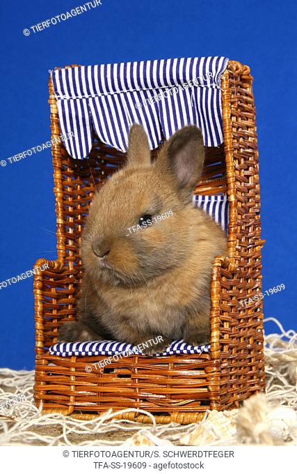 young dwarf rabbit in beach chair