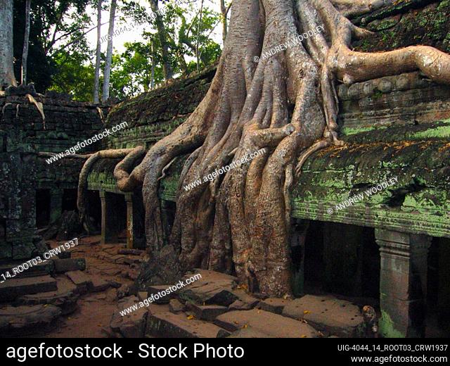 Tree roots creep over remains of unrestored Ta Prohm temple Angkor Cambodia
