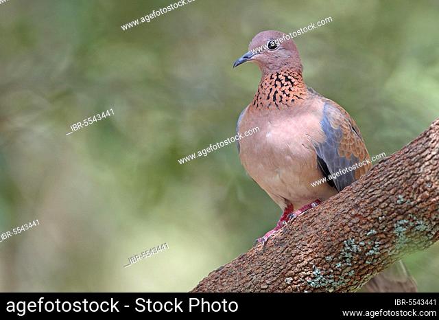 Palm Dove, Palm Doves, Senegal Dove, laughing doves (Streptopelia senegalensis), Pigeons, Animals, Birds, Laughing Dove adult, perched on Gambia