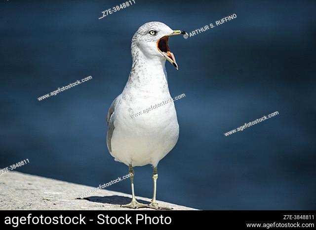 Ring-billed gull (Larus delawarensis) perched on a wall, calling out. Ellis Island, New York City, U. S. A. , North America