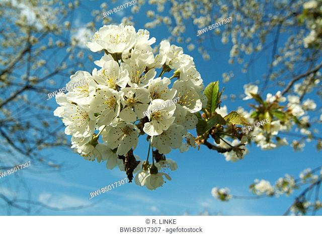 wild cherry, sweet cherry, gean, mazzard (Prunus avium), single blooming twig against blue sky