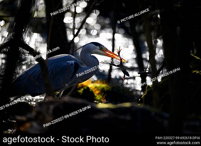 27 March 2022, Hamburg: A gray heron stands in the sunshine in the Eppendorf marsh with a grass frog in its beak. Photo: Jonas Walzberg/dpa