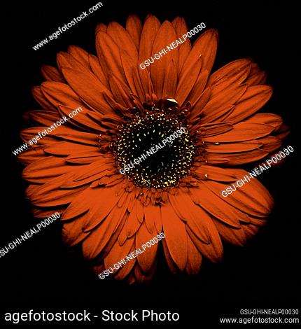 Red Gerbera Daisy on Black Background, Close-up