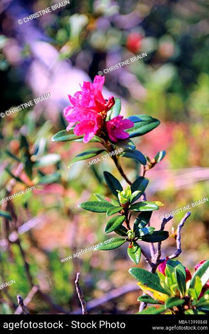 alpine roses, alpine rose bush (rhododendron ferrugineum) at the karwendel, germany, bavaria, upper bavaria, werdenfelser land, isar valley, mittenwald