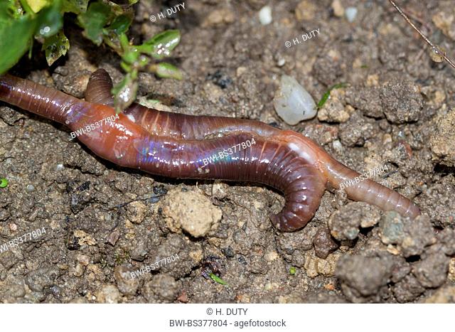 common earthworm, earthworm; lob worm, dew worm, squirreltail worm, twachel (Lumbricus terrestris), earthworms at mating, Germany, Mecklenburg-Western Pomerania