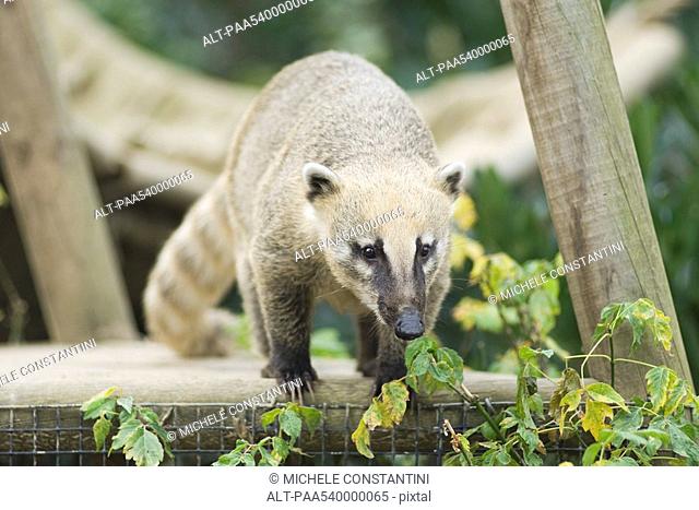 Coati on top of fence looking down