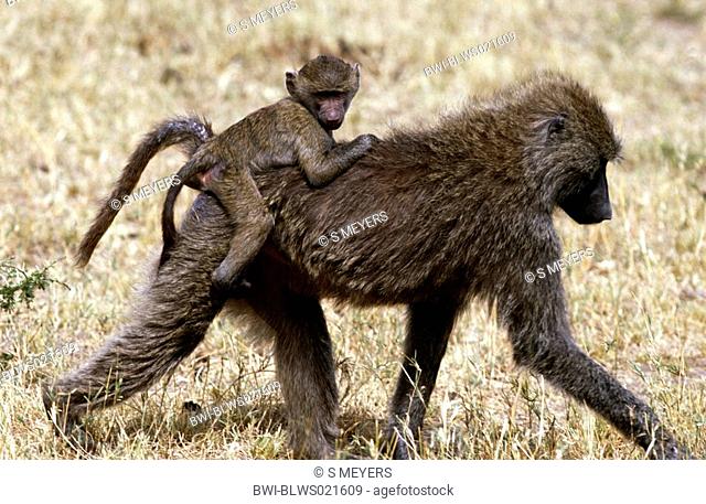 yellow baboon, savannah baboon, anubius baboon, olive baboon Papio anubis, Papio cynocephalus anubis, carrying young one on his back, Kenya