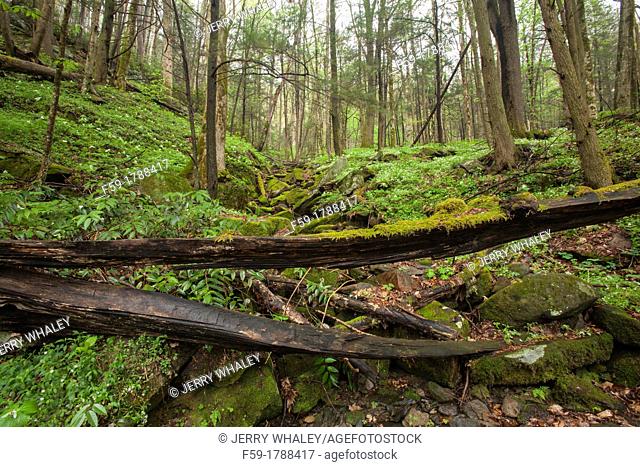 Spring, Phacelia & Trillium, Great Smoky Mtns National Park, TN
