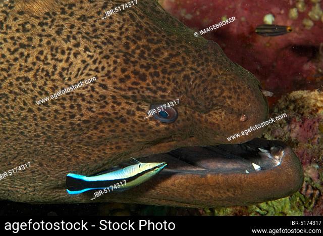 Giant moray (Gymnothorax javanicus) eel and cleaner wrasse, Red Sea/ (Labroides dimidiatus)