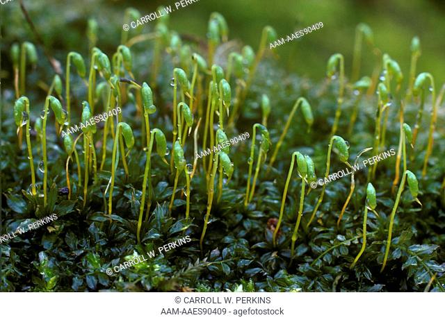 Star Moss with Sporophytes (Mnium sp.) Southern Ontario