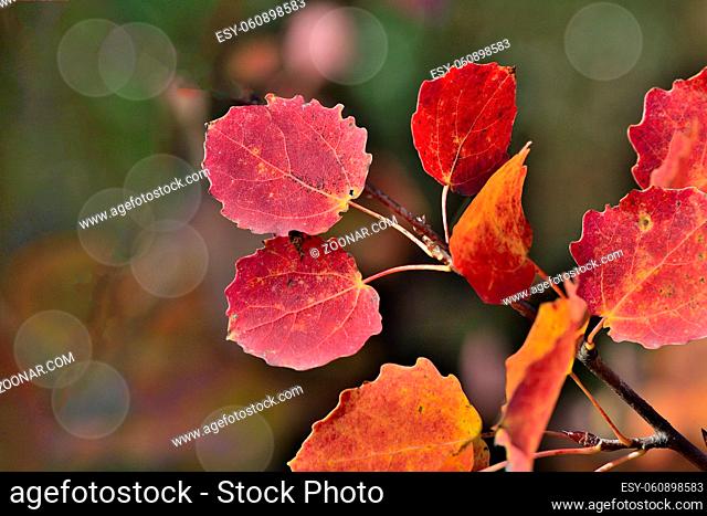 Bright colorful autumnal leafs of aspen branch on dark background with bokeh - detail of seasonal autumn design. Fall backdrop