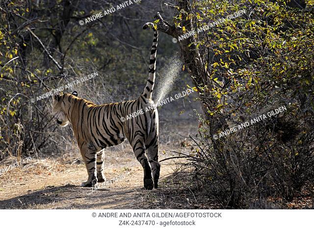 Bengal Tiger (Panthera tigris tigris) marking territory at tree, Ranthambhore national park, Rajastan, India