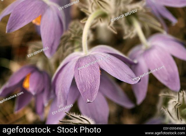 Belarus. Beautiful Wild Spring Flowers Pulsatilla Patens. Flowering Blooming Plant In Family Ranunculaceae, Native To Europe, Russia, Mongolia, China