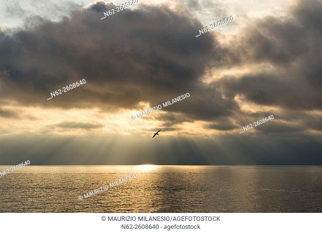 Cinque Terre Liguria Italy, a seagull flies against the light at sunset on the bottom of the sun's rays pass through the clouds