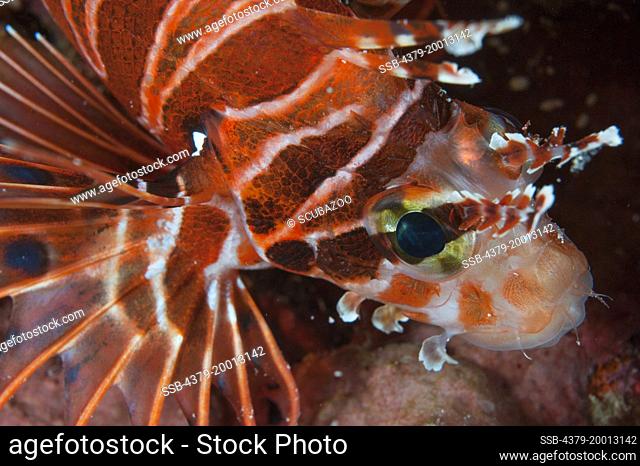 A Spot-Fin Lionfish, Pterois antennata, on a reef at night, Dusit Thani, Maldives