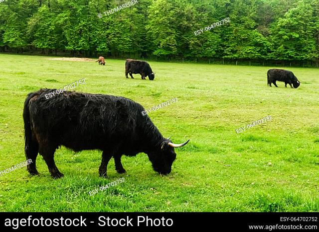 lot of highland cattle on a green meadow in the nature