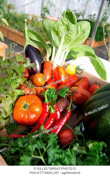 vegetables from the vegetable garden, tomatoes, eggplants, Sweet pepper, chards, parsley, salad, Marmande tomato, vegetables, organic Photo Gilles Targat