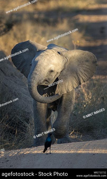 An elephant calf, Loxodonta africana, charges a glossy starling, Lamprotornis nitens