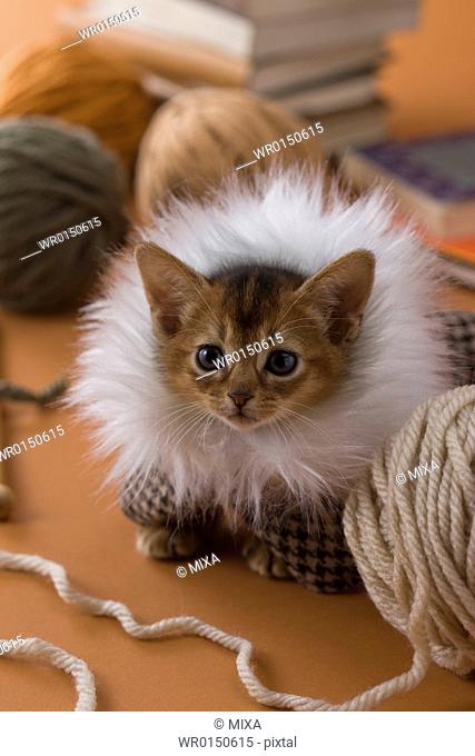 Abyssinian Kitten and Knitting Yarn