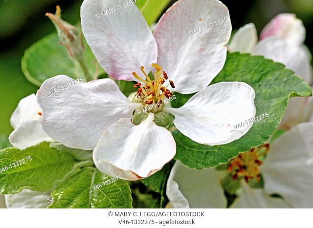 Open apple blossom  Fresh apple blossom surrounded by green leaves  Close-up  Macro  Open  Blossom with detailed stamens  White with pink details