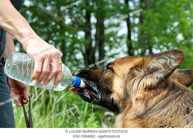 Geauga County Ohio, USA K9 police unit in training Working sniffer dogs have to be kept cool and hydrated to be effective  Panting reduces the effectiveness of...