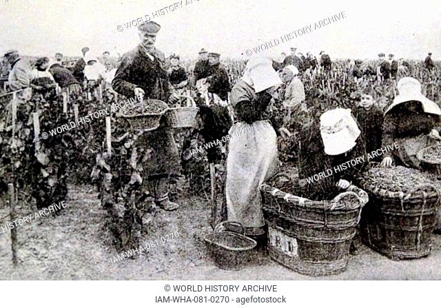 Print depicting an army of workers picking black grapes for Champagne in Épernay, France. Dated 19th Century