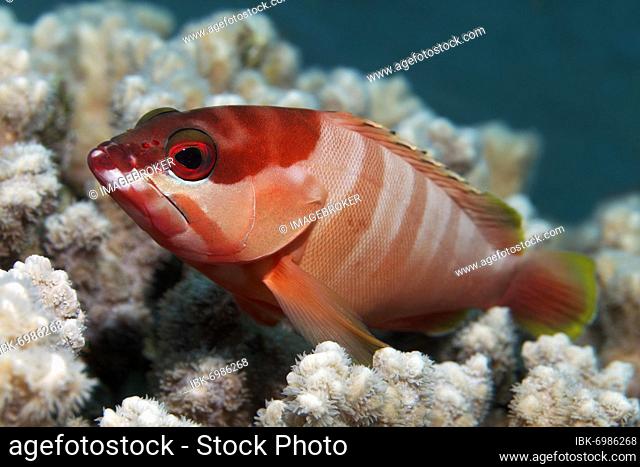 Blacktip grouper (Epinephelus fasciatus), Red Sea, Aqaba, Kingdom of Jordan