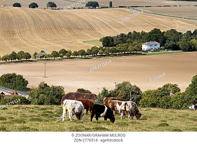 UK Oxfordshire Streatley Grazing Cattle